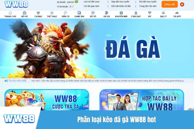 Phân loại kèo đá gà WW88 hot